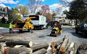 Best Tree Maintenance Programs  in Newport, NC