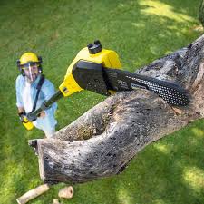 Best Tree and Shrub Care  in Newport, NC