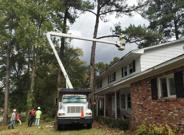 Best Palm Tree Trimming  in Newport, NC
