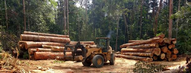 Best Tree Disease Treatment  in Newport, NC