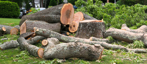Best Fruit Tree Pruning  in Newport, NC