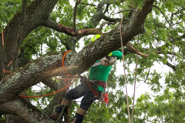 Best Utility Line Clearance  in Newport, NC