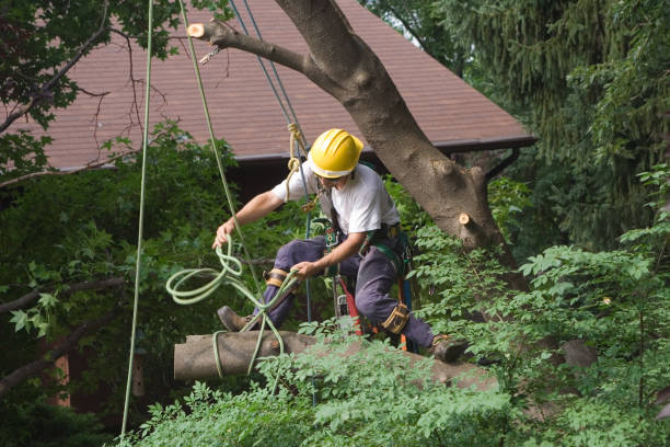 Best Tree Preservation Services  in Newport, NC