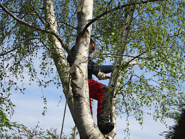  Newport, NC Tree Care Pros