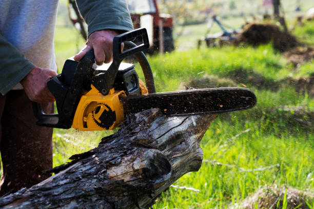 Best Lawn Pest Prevention  in Newport, NC