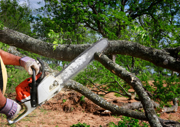 Best Lawn Renovation and Restoration  in Newport, NC